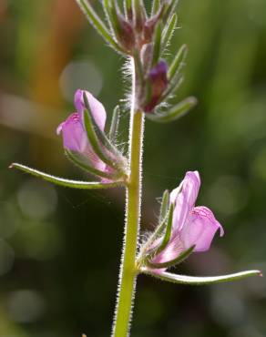 Fotografia 5 da espécie Misopates orontium no Jardim Botânico UTAD