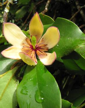 Fotografia 1 da espécie Michelia figo no Jardim Botânico UTAD