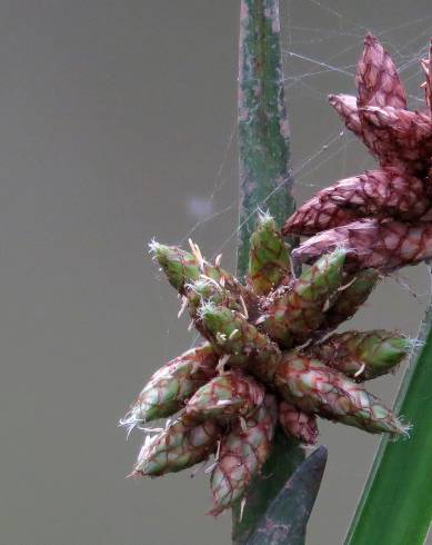 Fotografia de capa Schoenoplectus mucronatus - do Jardim Botânico