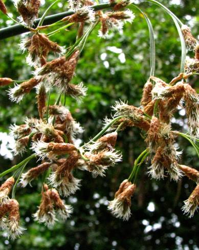 Fotografia de capa Schoenoplectus tabernaemontani - do Jardim Botânico