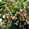 Fotografia 1 da espécie Schoenoplectus tabernaemontani do Jardim Botânico UTAD