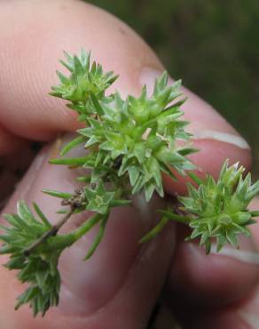 Fotografia 5 da espécie Scleranthus annuus no Jardim Botânico UTAD