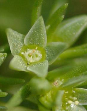Fotografia 7 da espécie Scleranthus annuus no Jardim Botânico UTAD