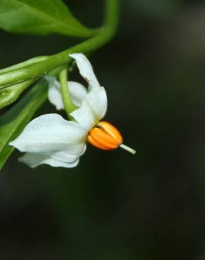 Fotografia 2 da espécie Solanum pseudocapsicum no Jardim Botânico UTAD