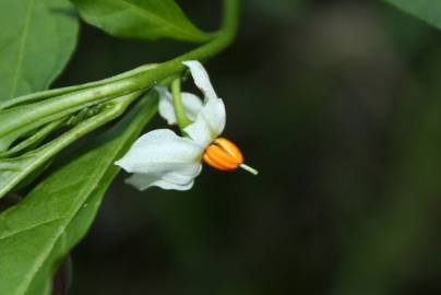 Fotografia da espécie Solanum pseudocapsicum