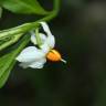 Fotografia 2 da espécie Solanum pseudocapsicum do Jardim Botânico UTAD