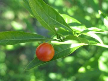 Fotografia da espécie Solanum pseudocapsicum