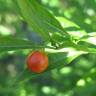 Fotografia 3 da espécie Solanum pseudocapsicum do Jardim Botânico UTAD