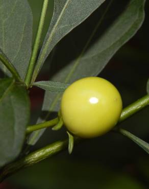 Fotografia 4 da espécie Solanum pseudocapsicum no Jardim Botânico UTAD