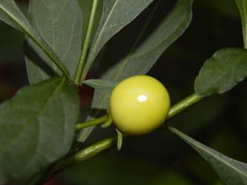 Fotografia da espécie Solanum pseudocapsicum