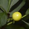 Fotografia 4 da espécie Solanum pseudocapsicum do Jardim Botânico UTAD
