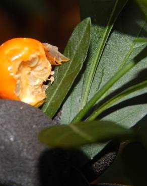 Fotografia 5 da espécie Solanum pseudocapsicum no Jardim Botânico UTAD