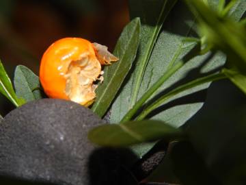 Fotografia da espécie Solanum pseudocapsicum