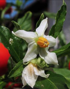 Fotografia 6 da espécie Solanum pseudocapsicum no Jardim Botânico UTAD
