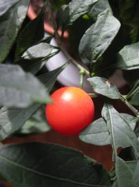 Fotografia da espécie Solanum pseudocapsicum