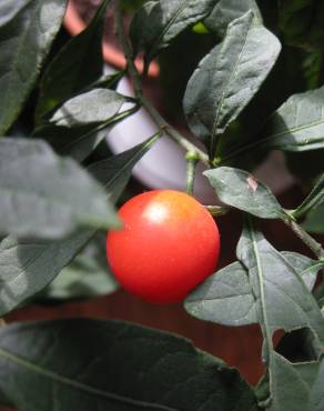 Fotografia 7 da espécie Solanum pseudocapsicum no Jardim Botânico UTAD