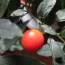 Fotografia 7 da espécie Solanum pseudocapsicum do Jardim Botânico UTAD