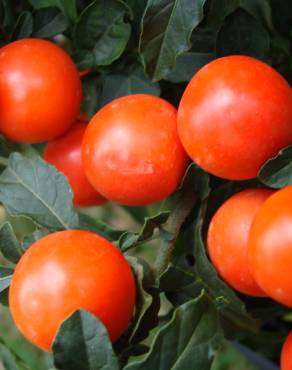 Fotografia 8 da espécie Solanum pseudocapsicum no Jardim Botânico UTAD