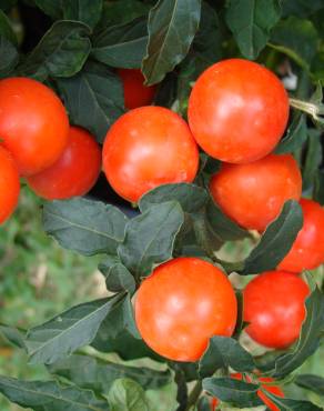 Fotografia 9 da espécie Solanum pseudocapsicum no Jardim Botânico UTAD