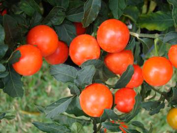 Fotografia da espécie Solanum pseudocapsicum