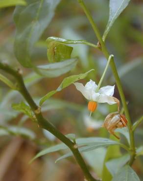 Fotografia 10 da espécie Solanum pseudocapsicum no Jardim Botânico UTAD
