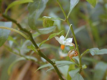 Fotografia da espécie Solanum pseudocapsicum