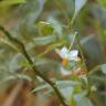 Fotografia 10 da espécie Solanum pseudocapsicum do Jardim Botânico UTAD