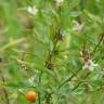 Fotografia 11 da espécie Solanum pseudocapsicum do Jardim Botânico UTAD