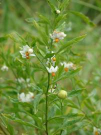 Fotografia da espécie Solanum pseudocapsicum