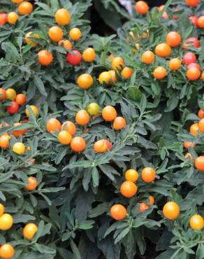 Fotografia 15 da espécie Solanum pseudocapsicum no Jardim Botânico UTAD