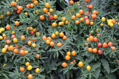 Fotografia da espécie Solanum pseudocapsicum