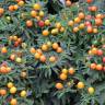 Fotografia 15 da espécie Solanum pseudocapsicum do Jardim Botânico UTAD