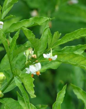 Fotografia 16 da espécie Solanum pseudocapsicum no Jardim Botânico UTAD