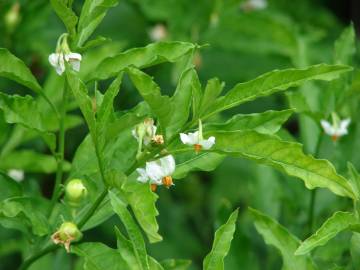 Fotografia da espécie Solanum pseudocapsicum