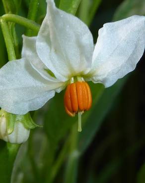 Fotografia 17 da espécie Solanum pseudocapsicum no Jardim Botânico UTAD