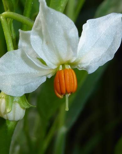 Fotografia de capa Solanum pseudocapsicum - do Jardim Botânico