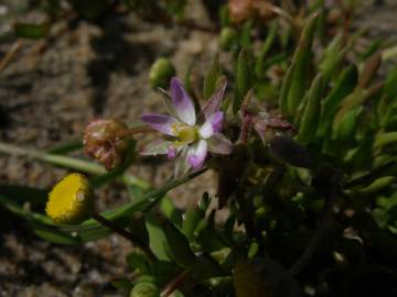 Fotografia da espécie Spergularia marina