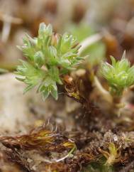 Scleranthus annuus