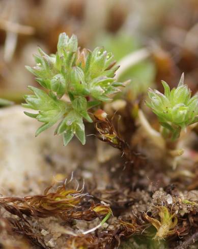 Fotografia de capa Scleranthus annuus - do Jardim Botânico