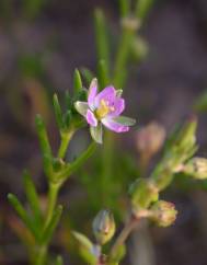 Spergularia marina