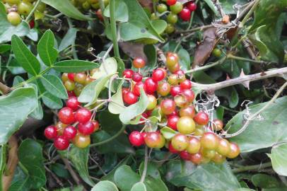 Fotografia da espécie Smilax aspera