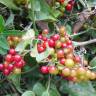 Fotografia 5 da espécie Smilax aspera do Jardim Botânico UTAD