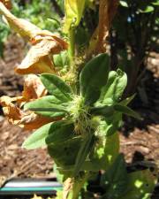 Fotografia da espécie Spinacia oleracea