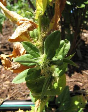 Fotografia 1 da espécie Spinacia oleracea no Jardim Botânico UTAD