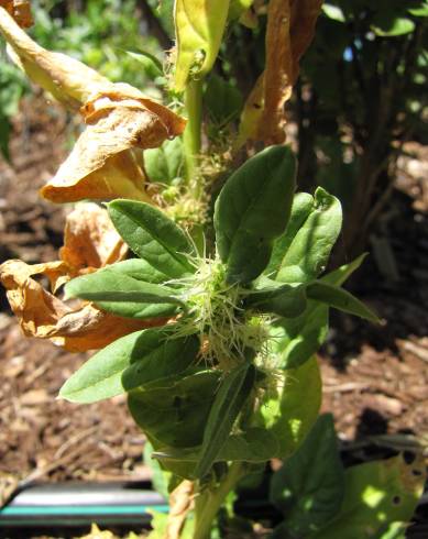 Fotografia de capa Spinacia oleracea - do Jardim Botânico