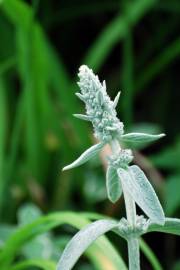 Fotografia da espécie Stachys byzantina