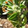 Fotografia 3 da espécie Spinacia oleracea do Jardim Botânico UTAD