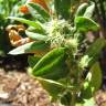 Fotografia 3 da espécie Spinacia oleracea do Jardim Botânico UTAD