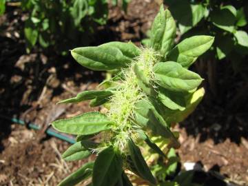 Fotografia da espécie Spinacia oleracea