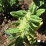 Fotografia 5 da espécie Spinacia oleracea do Jardim Botânico UTAD